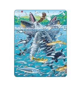 LARSEN, Горбатые киты в стае сельди FH47