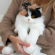 Chongker Рюкзак-игрушка реалистичная кошка Рыжий кот