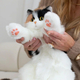 Chongker Рюкзак-игрушка реалистичная кошка Рыжий кот