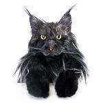 Chongker Рюкзак-игрушка реалистичная кошка Мэйн-Кун