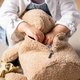 Nattou Рюкзак детский TEDDY Rabbit 856485